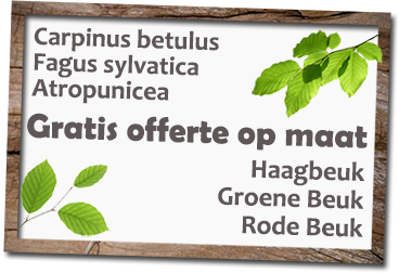 Haagbeuk carpinus betulus prijs